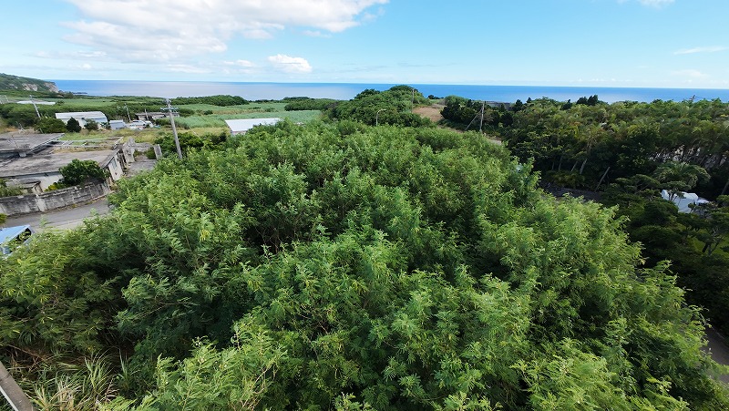 城辺友利 海と夕陽が見える高台　245坪　畑