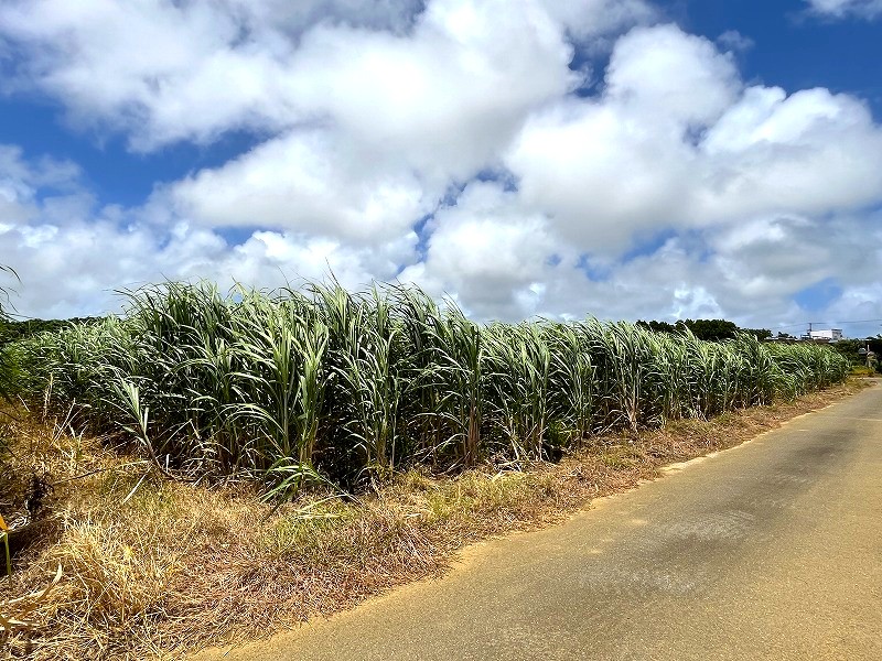 【分筆相談可能】上野新里　Aコープうえの店近くの角地　約689坪　畑