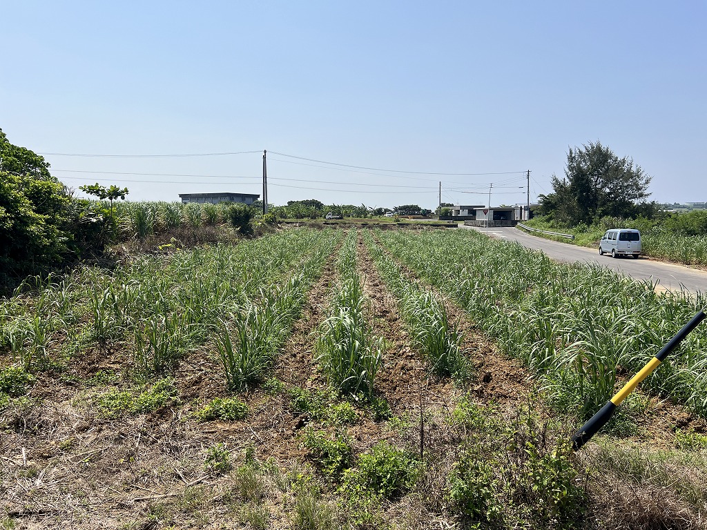城辺福里　約1,387坪　畑　未登記古屋あり