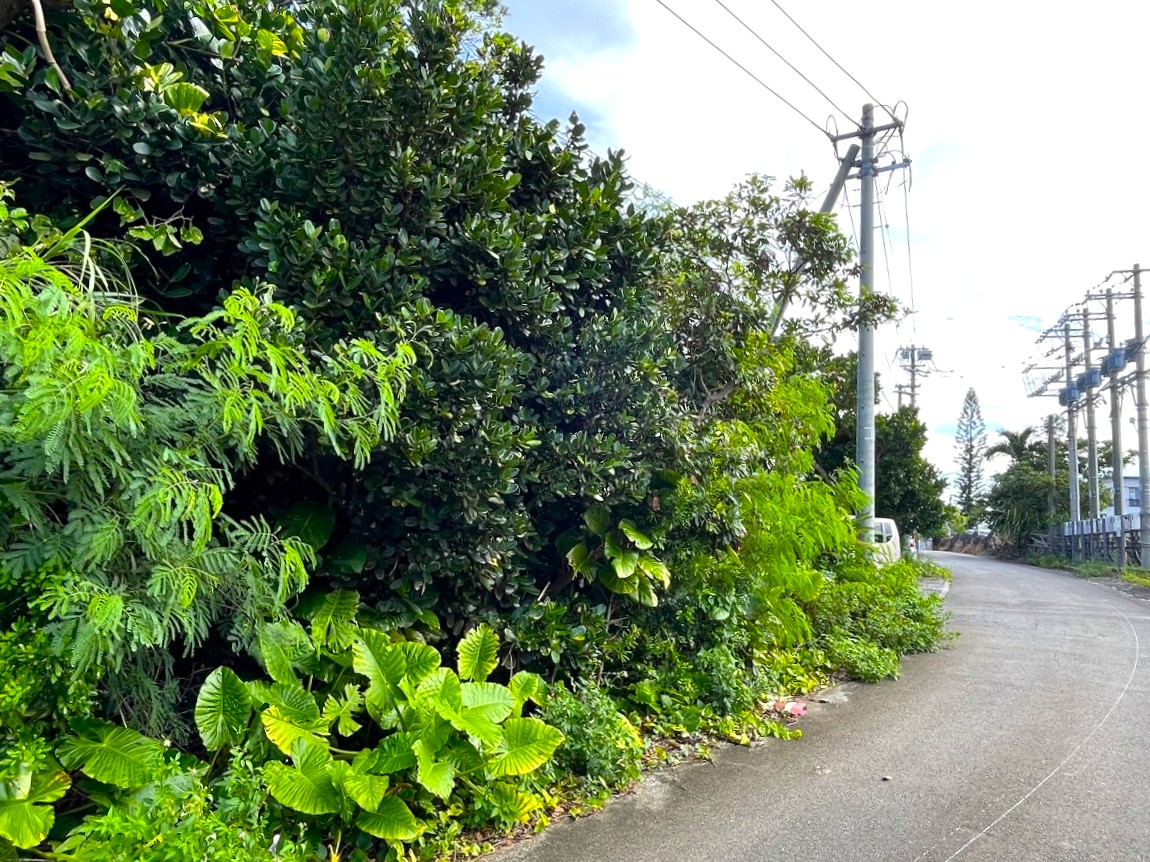 平良西里野原越の城辺線から1本入ってすぐ　739坪　原野