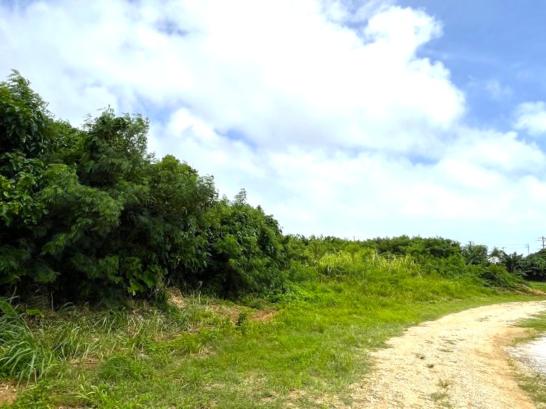 平良荷川取漁港へ続く通り沿い　約2,113坪　畑　