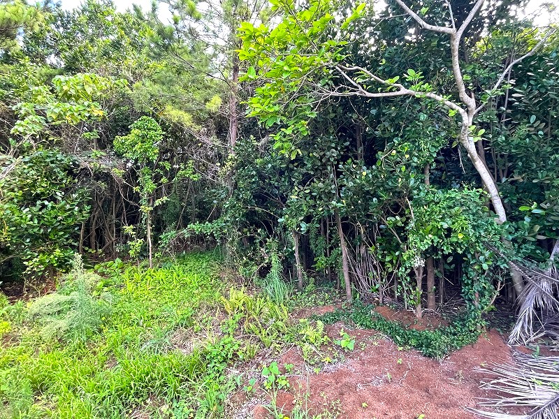 平良西里野原越の城辺線から1本入ってすぐ　739坪　原野