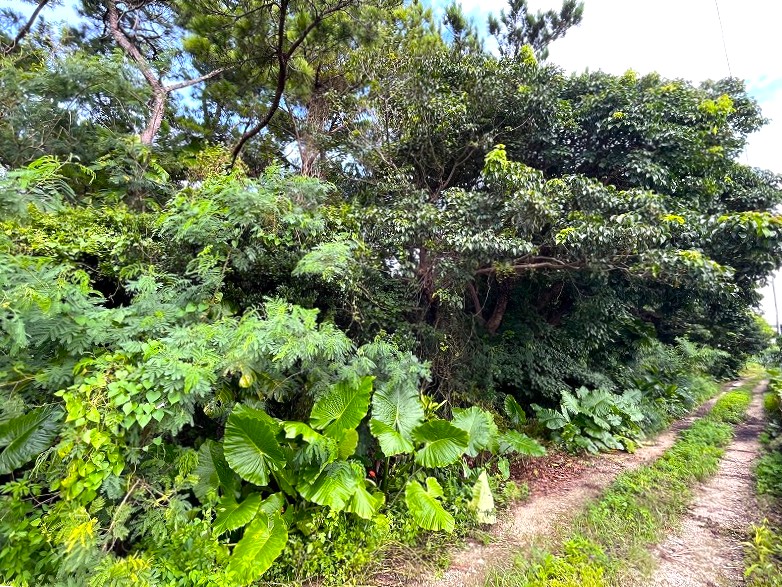 平良西里野原越の城辺線から1本入ってすぐ　739坪　原野
