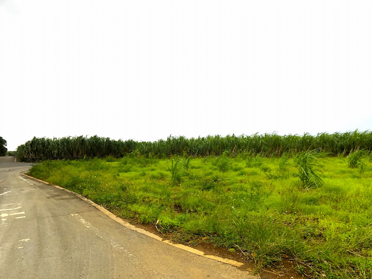 城辺友利 国道沿い　約1.5反　農用地