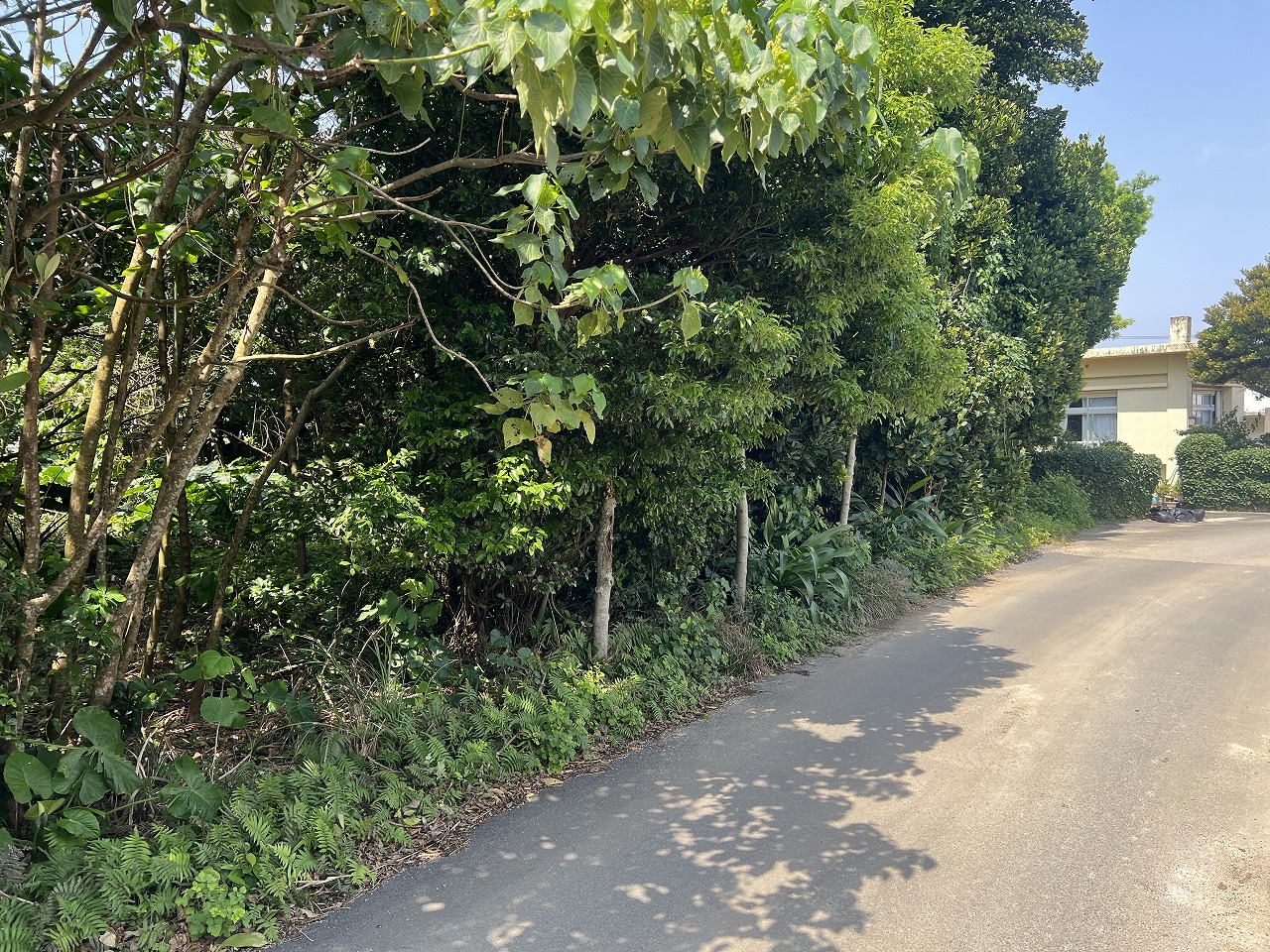 平良腰原Ｌ字型の土地 約222坪 畑