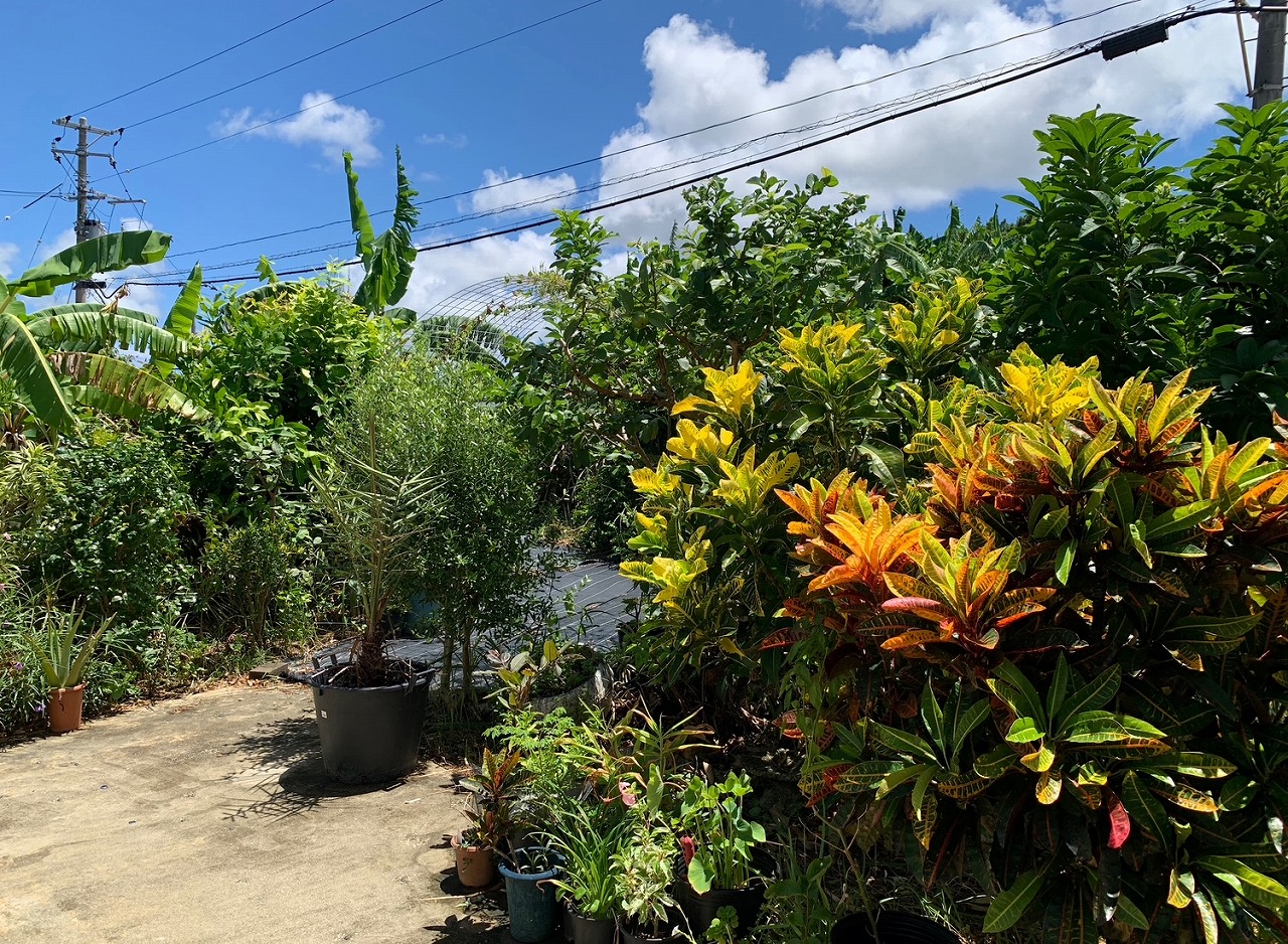 下地Ａコープ前　カフェ兼住居　建物約51坪　土地約326坪　宅地/畑