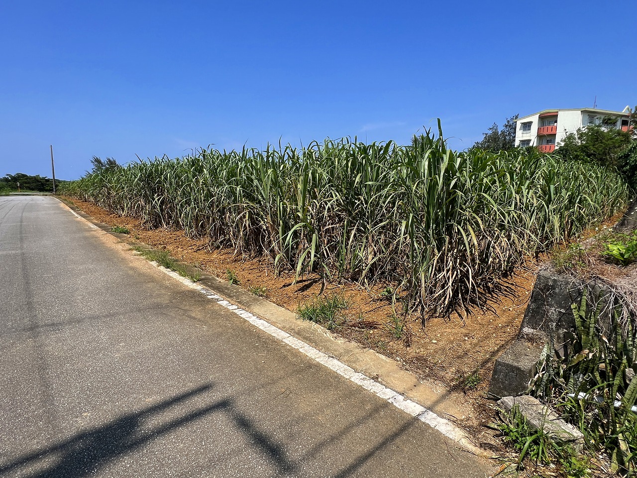 城辺福里団地横の土地　約529坪　畑
