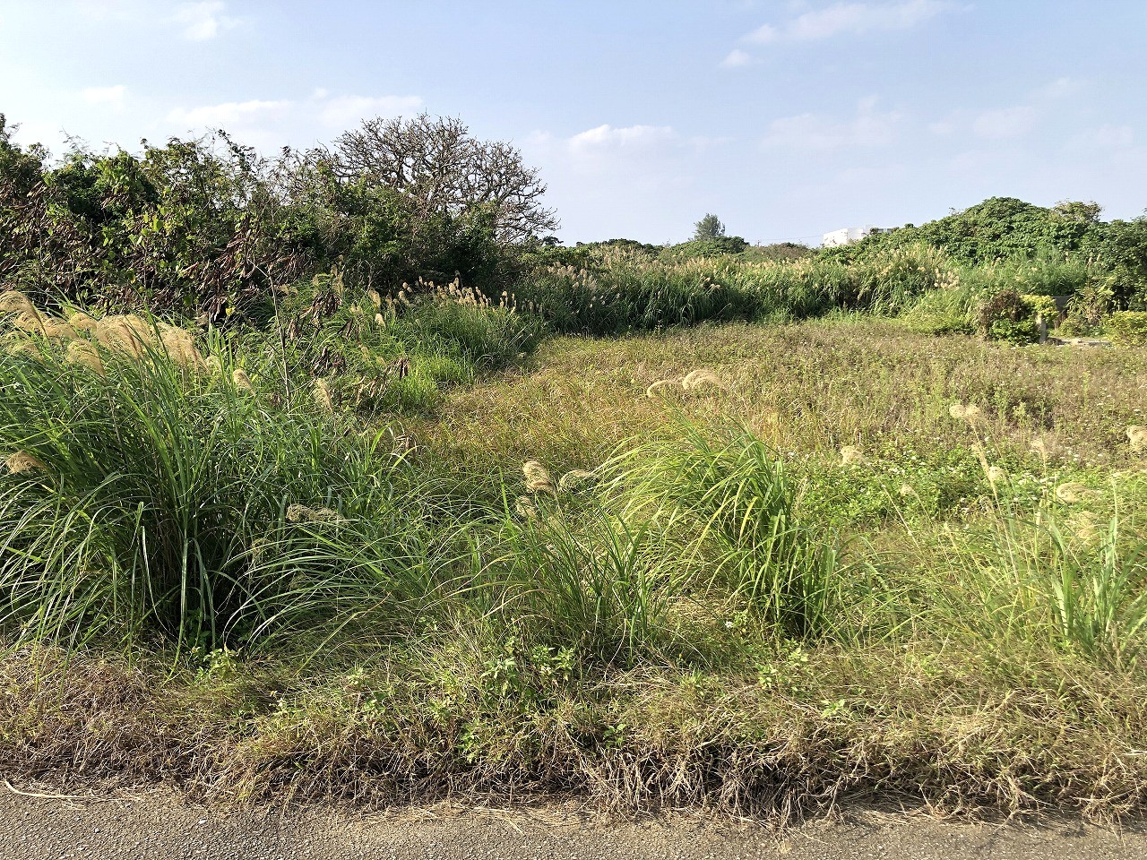 平良下里 JTAドーム南東側　2093坪　畑　農用地
