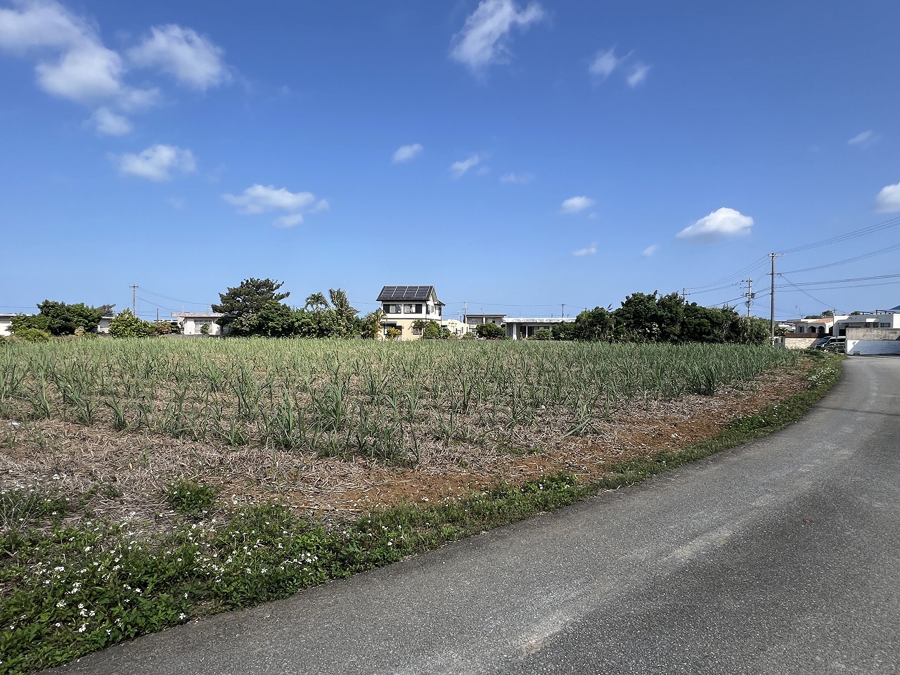 平良下里腰原の住宅用地 1,000坪 畑