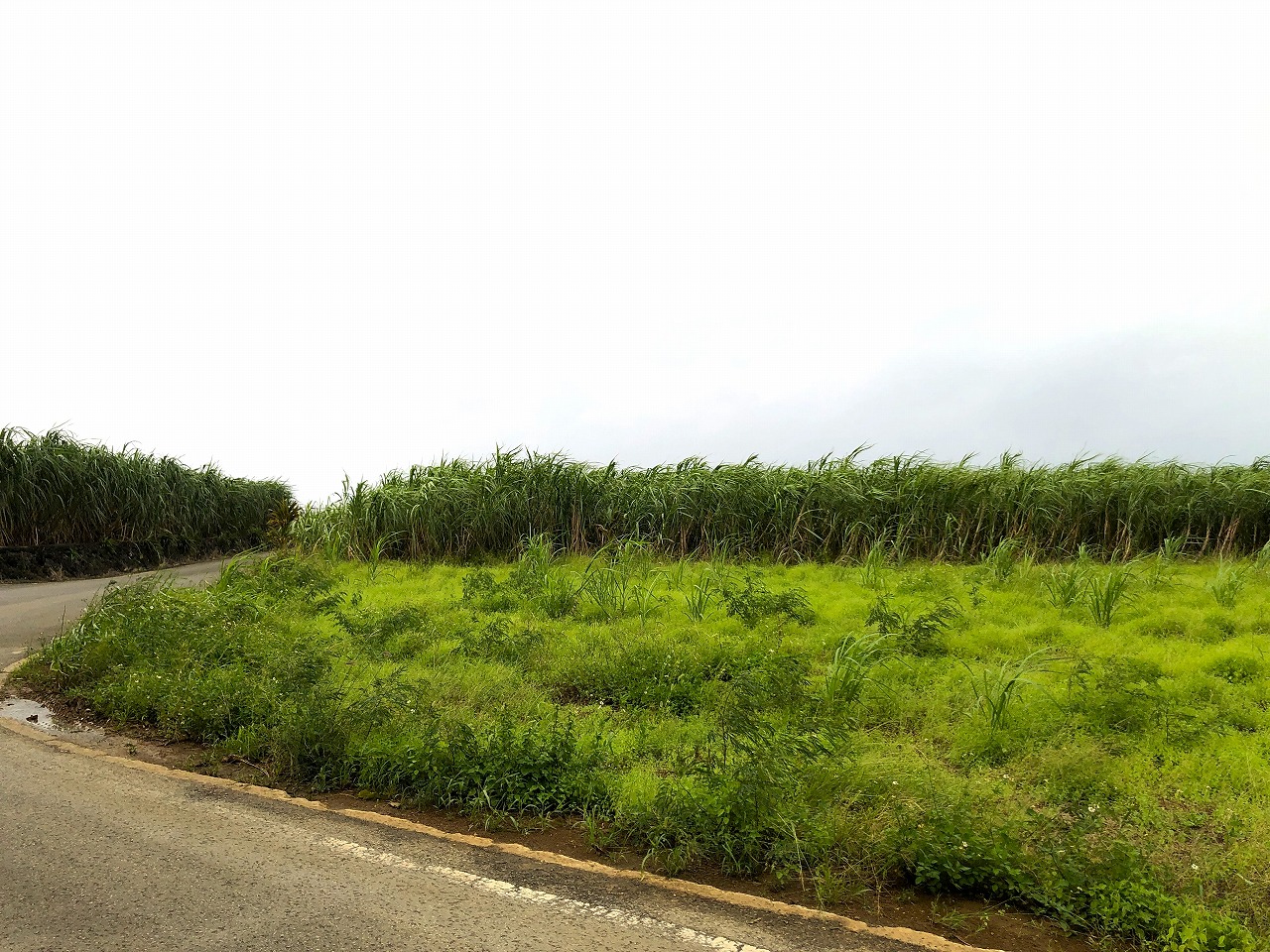 城辺友利 国道沿い　約1.5反　農用地