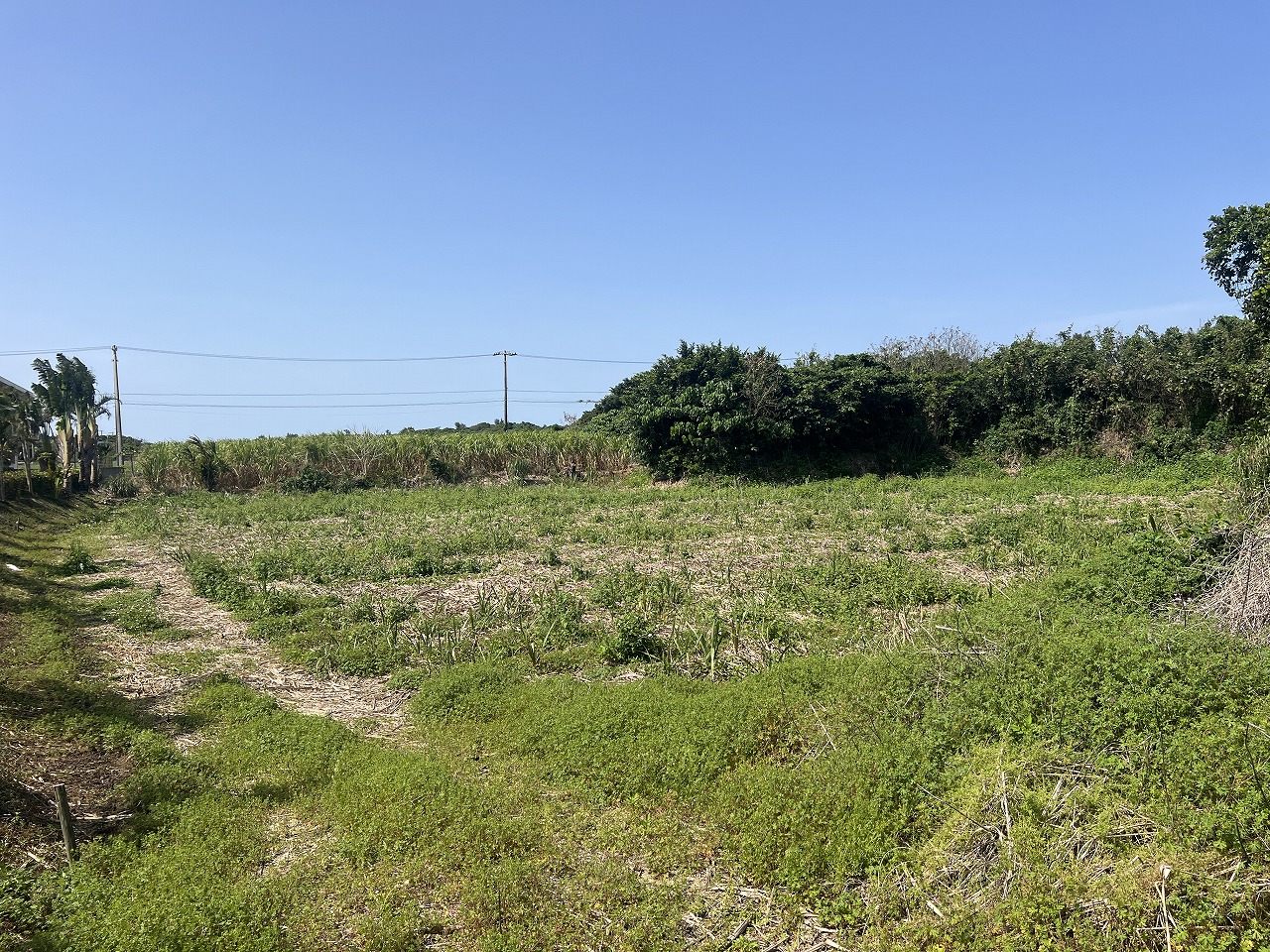 平良狩俣で畑を耕しながら暮らす　約442坪　畑