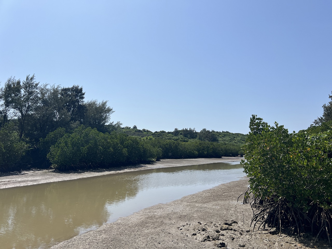 平良狩俣 マングローブ林に面した土地 約880坪 原野