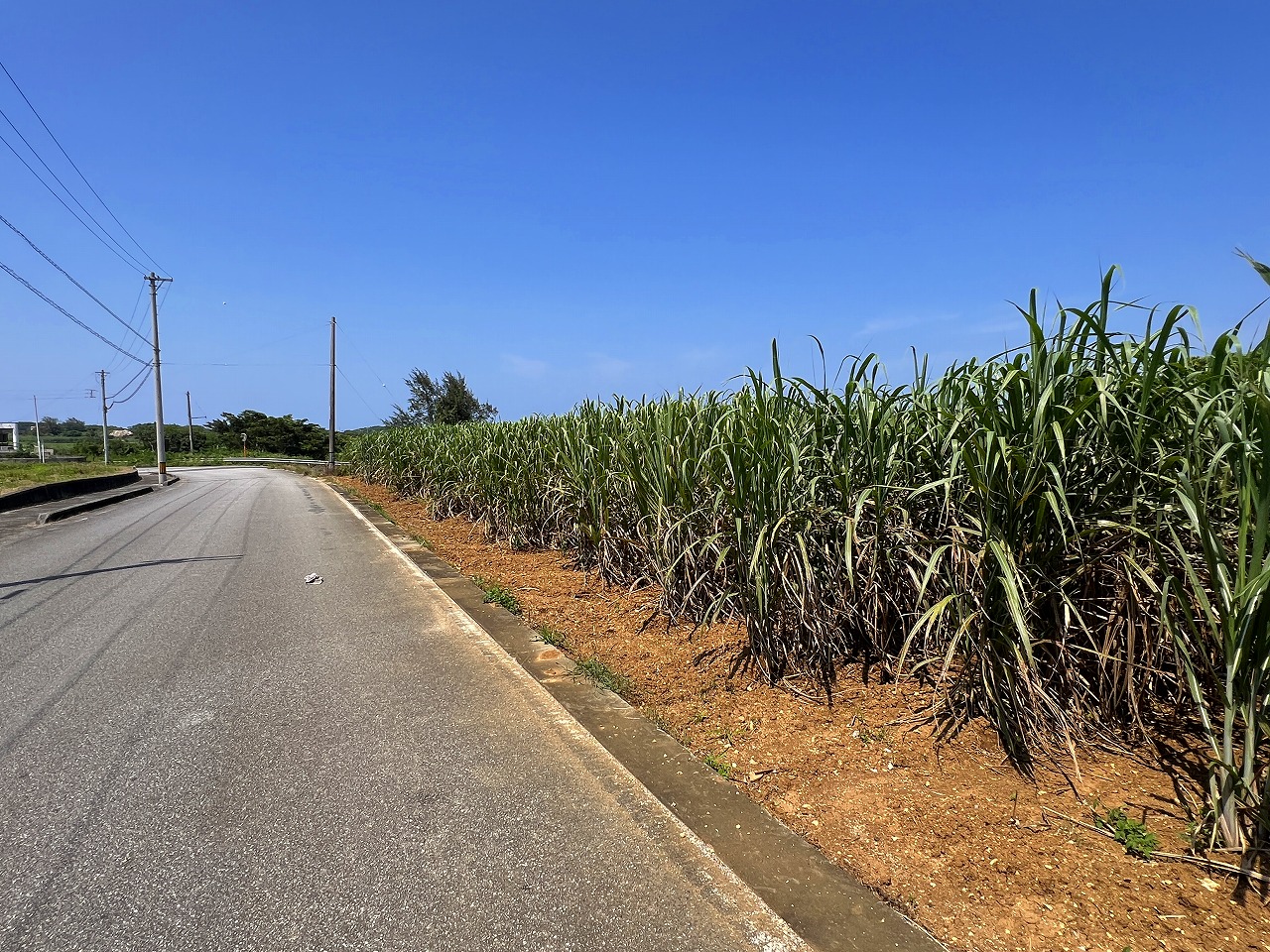 城辺福里団地横の土地　約529坪　畑