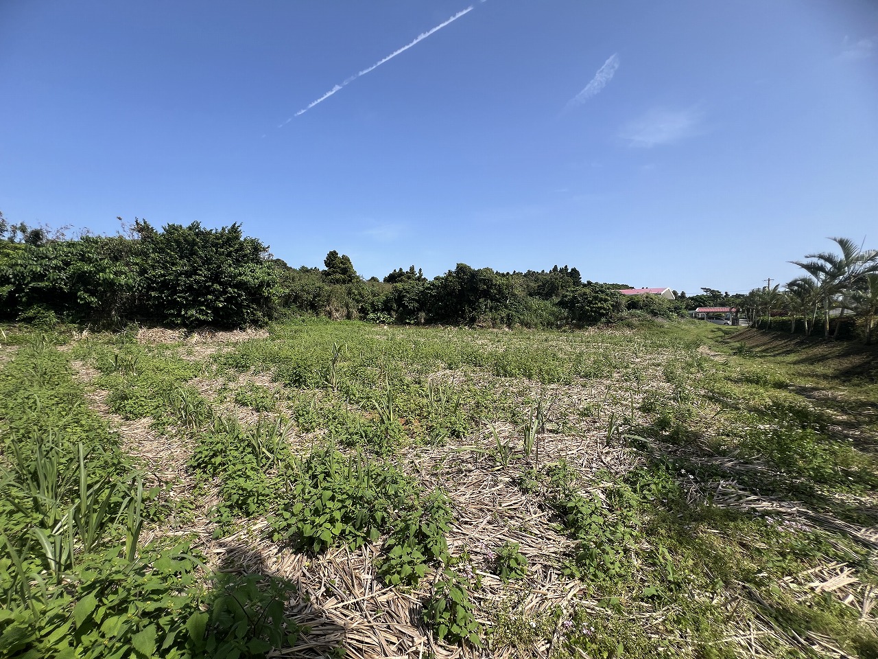 平良狩俣で畑を耕しながら暮らす　約442坪　畑