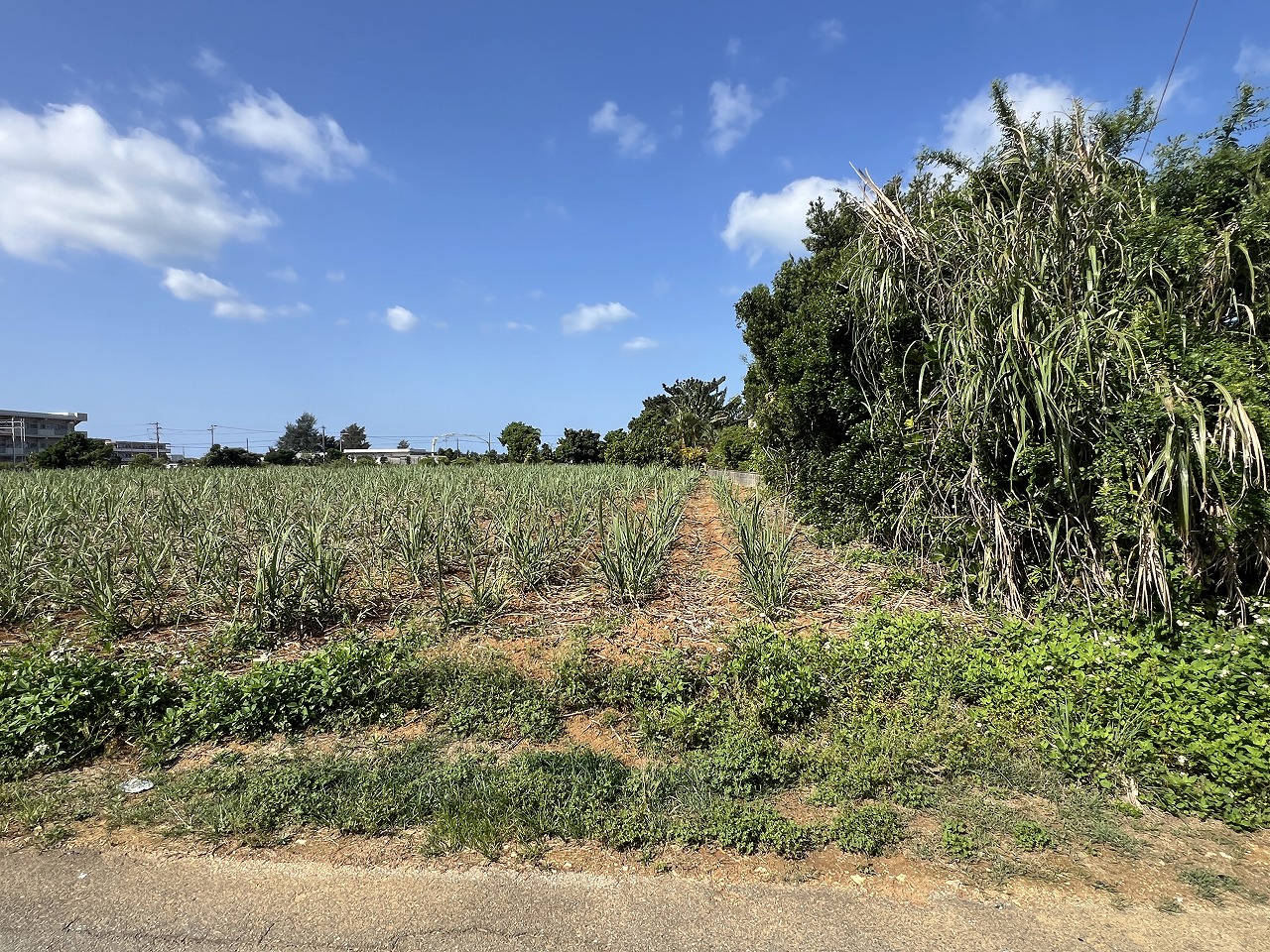 平良下里腰原の住宅用地 1,000坪 畑