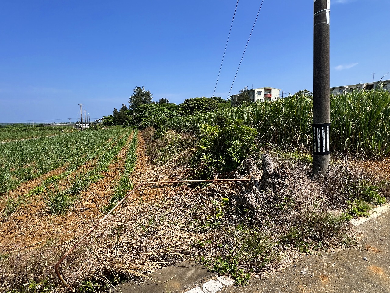 城辺福里団地横の土地　約529坪　畑
