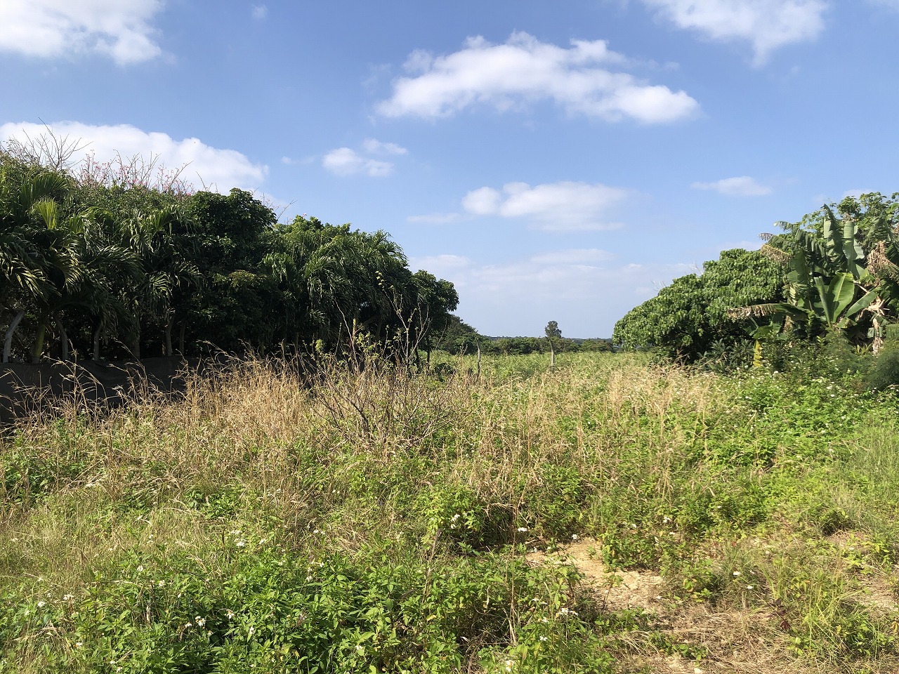 東仲宗根添・旧宮原小学校近くの静かな　約120坪　宅地