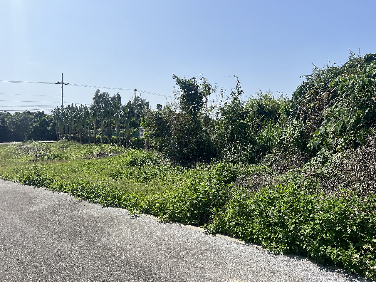 平良狩俣で畑を耕しながら暮らす　約442坪　畑