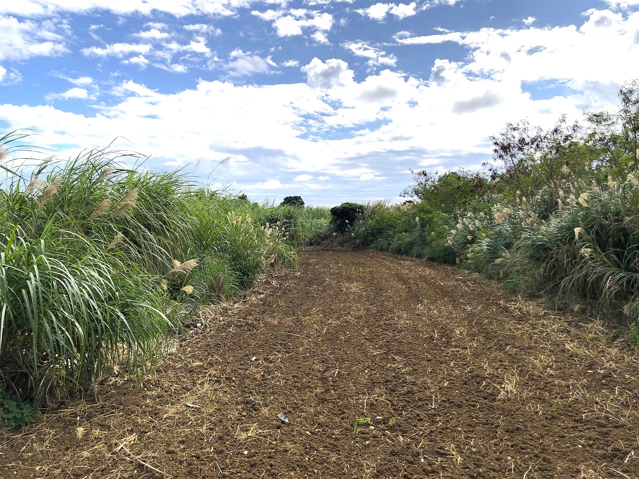 西仲宗根　添道近く　170坪　畑