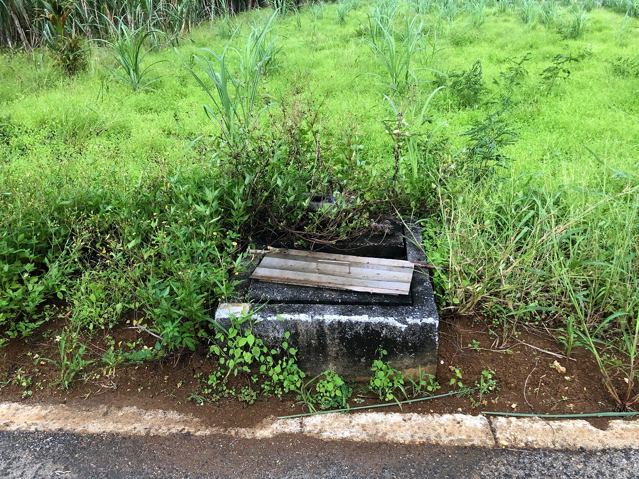 城辺友利 国道沿い　約1.5反　農用地