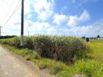 平良西里野原越公民館隣　約151坪　畑