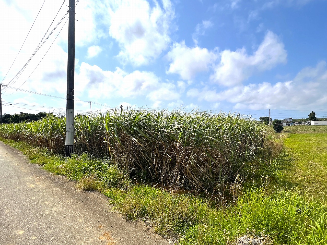 平良西里野原越公民館隣　約151坪　畑