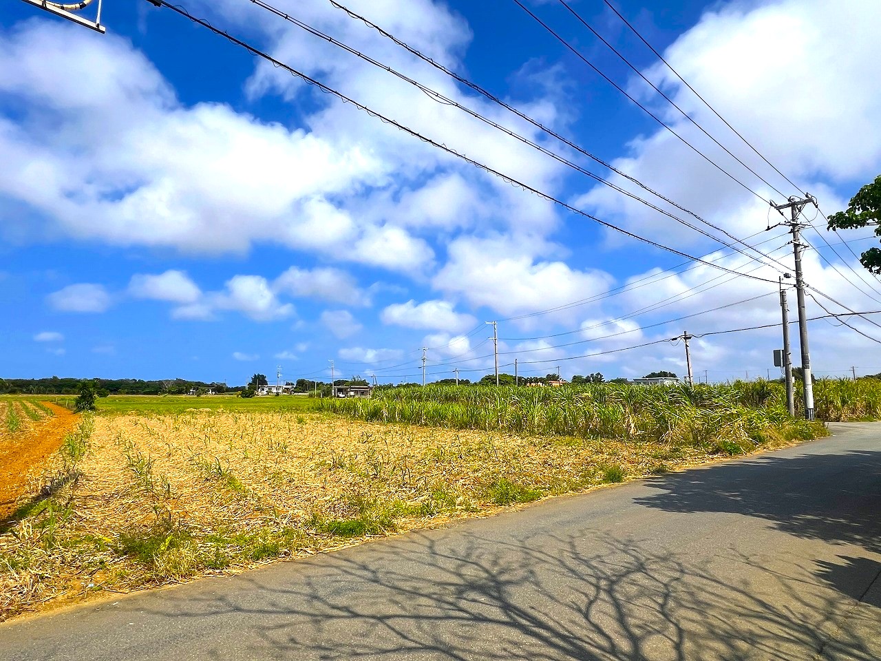 平良西里野原越公民館隣　約151坪　畑