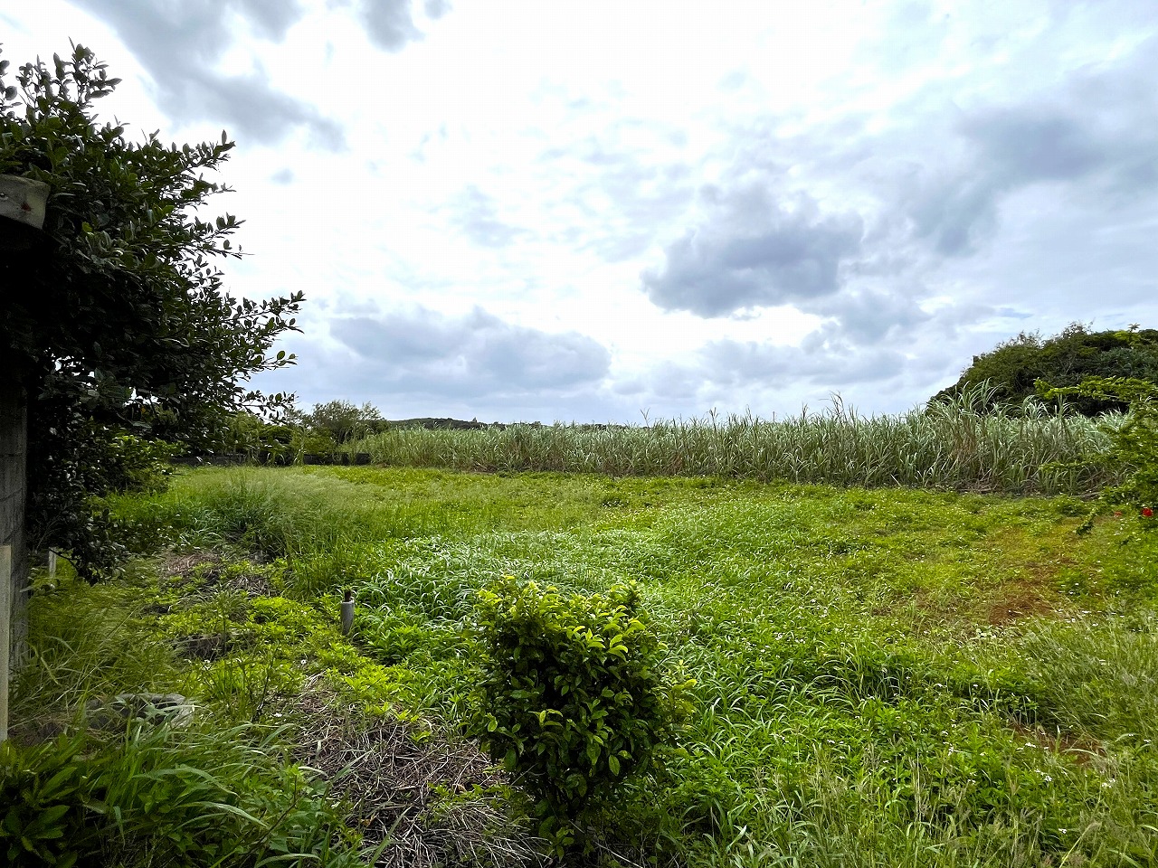城辺新城　福嶺小近く　954坪　畑　農用地