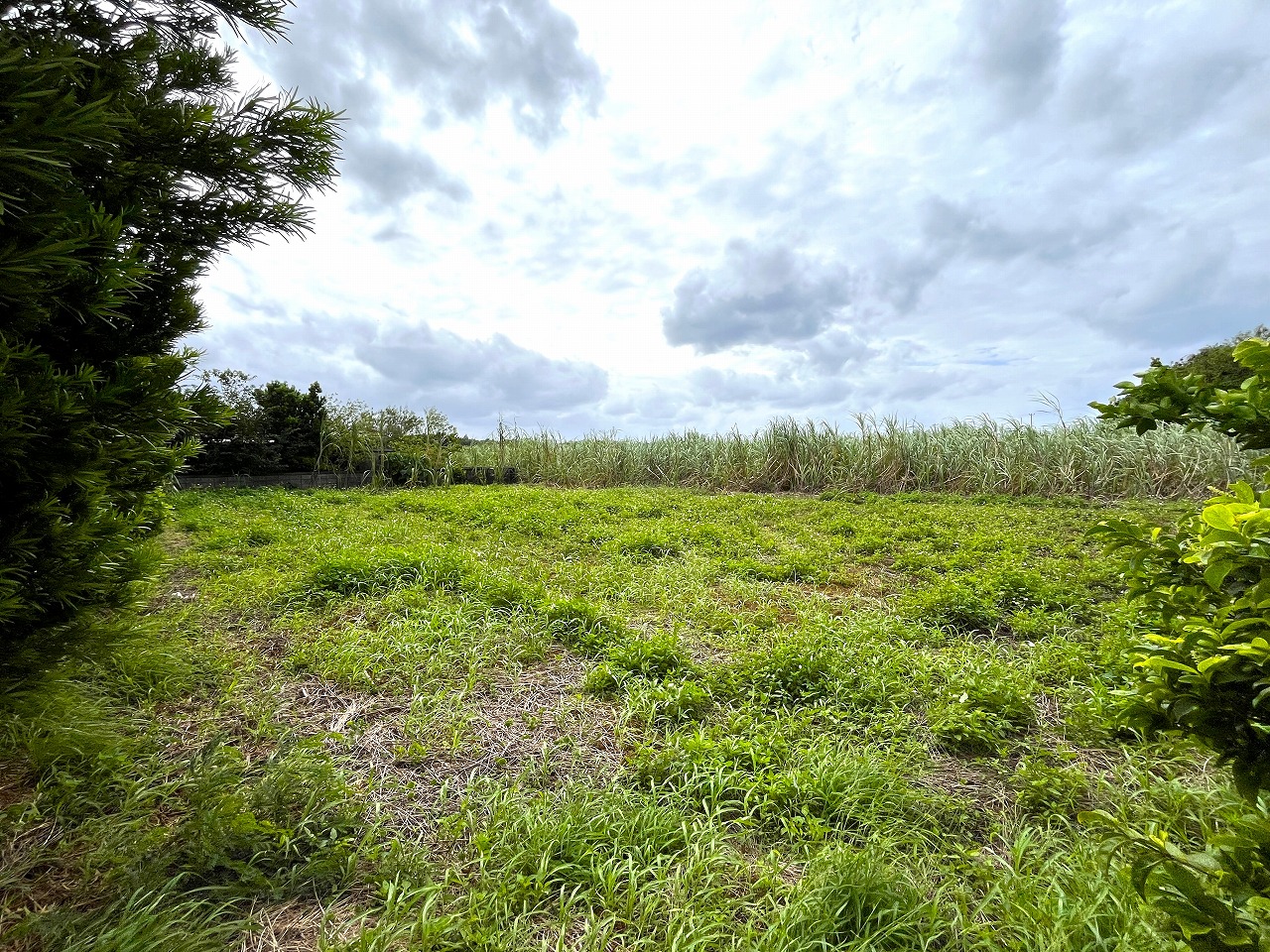 城辺新城　福嶺小近く　954坪　畑　農用地