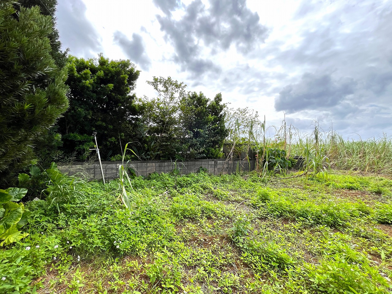 城辺新城　福嶺小近く　954坪　畑　農用地