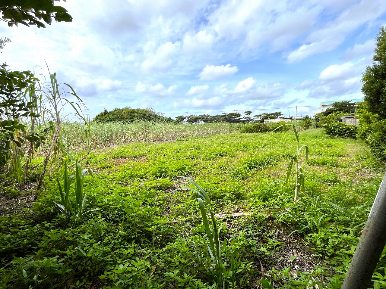 城辺新城　福嶺小近く　954坪　畑　農用地