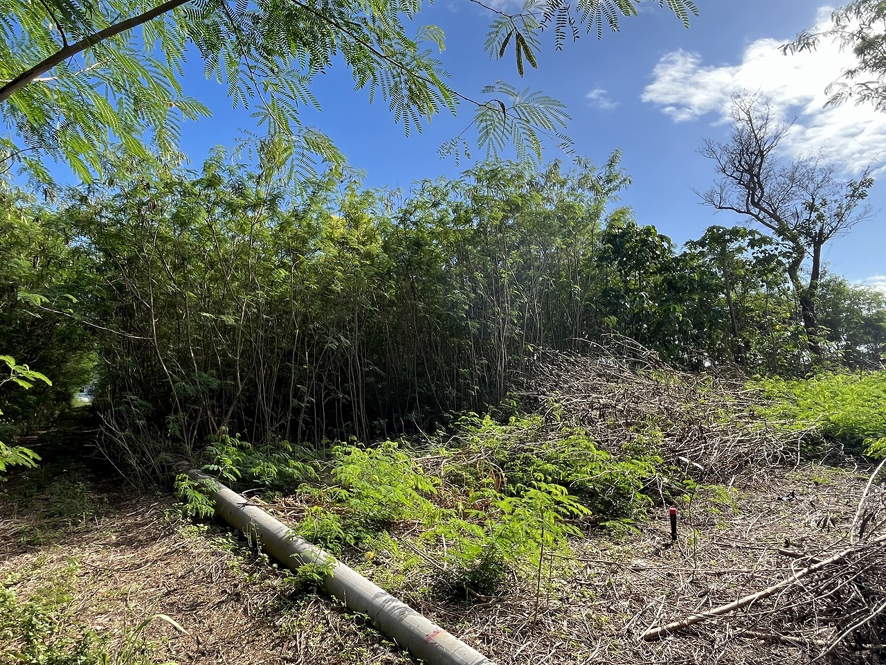 伊良部字国仲　市営伊良部新生団地近く 198坪 畑