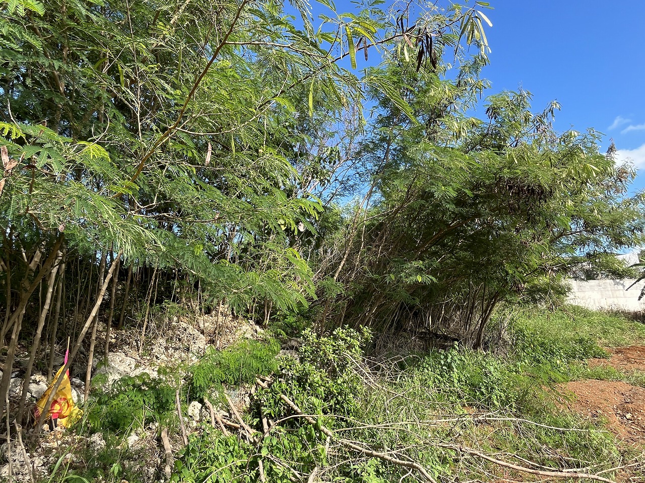 伊良部字国仲　市営伊良部新生団地近く 198坪 畑