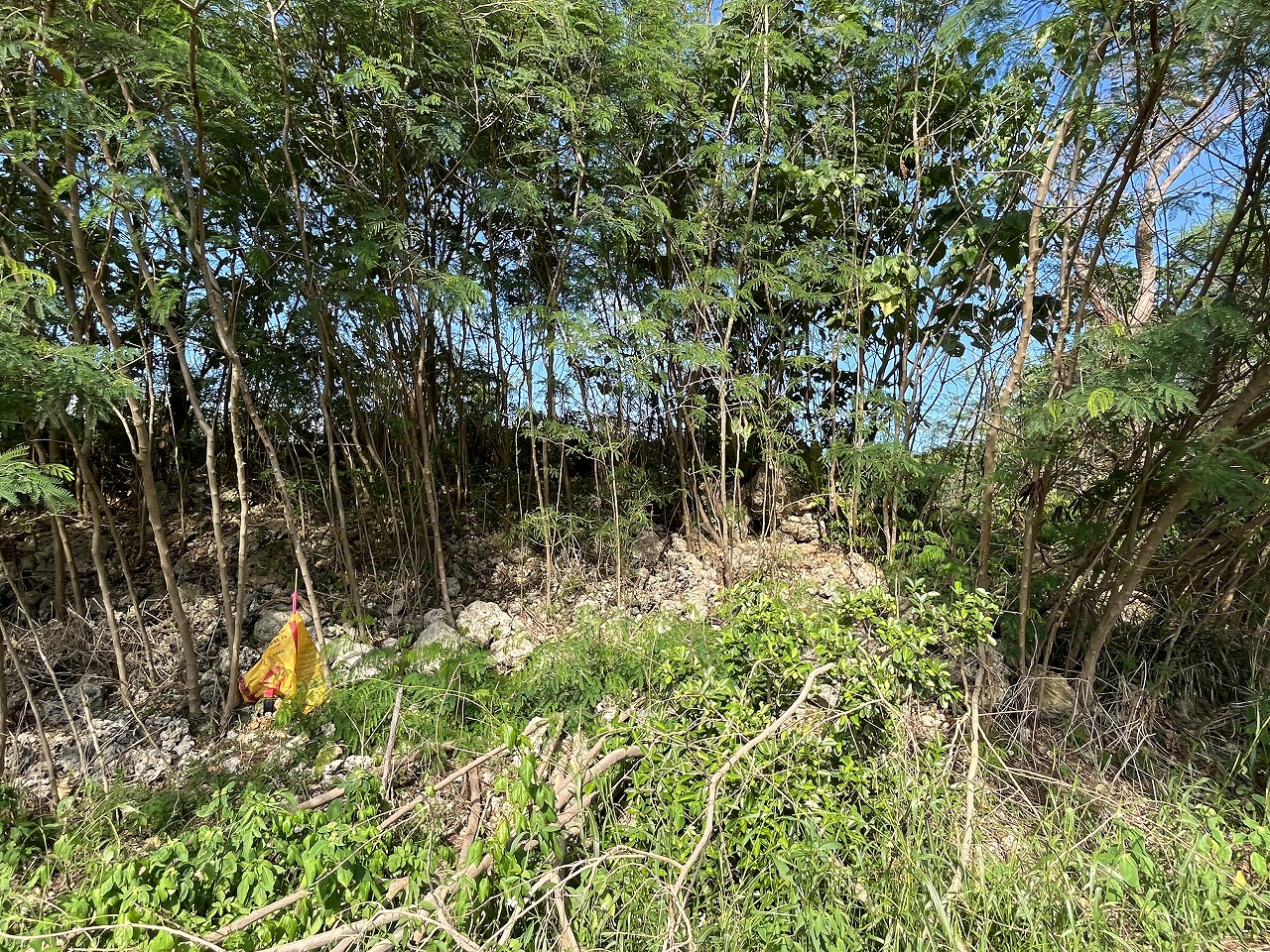 伊良部字国仲　市営伊良部新生団地近く 198坪 畑