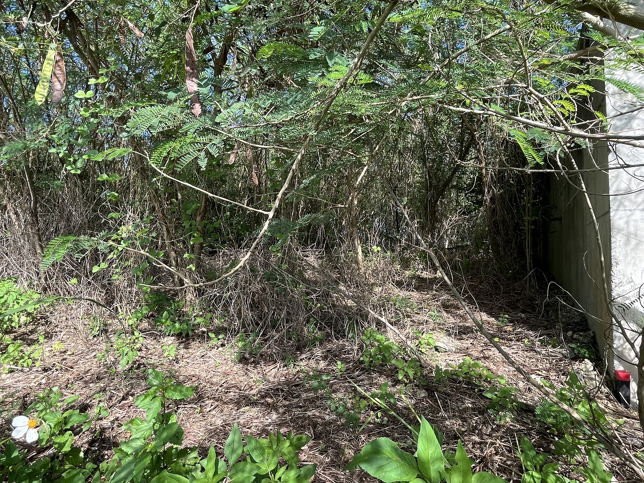 伊良部字国仲　市営伊良部新生団地近く 198坪 畑