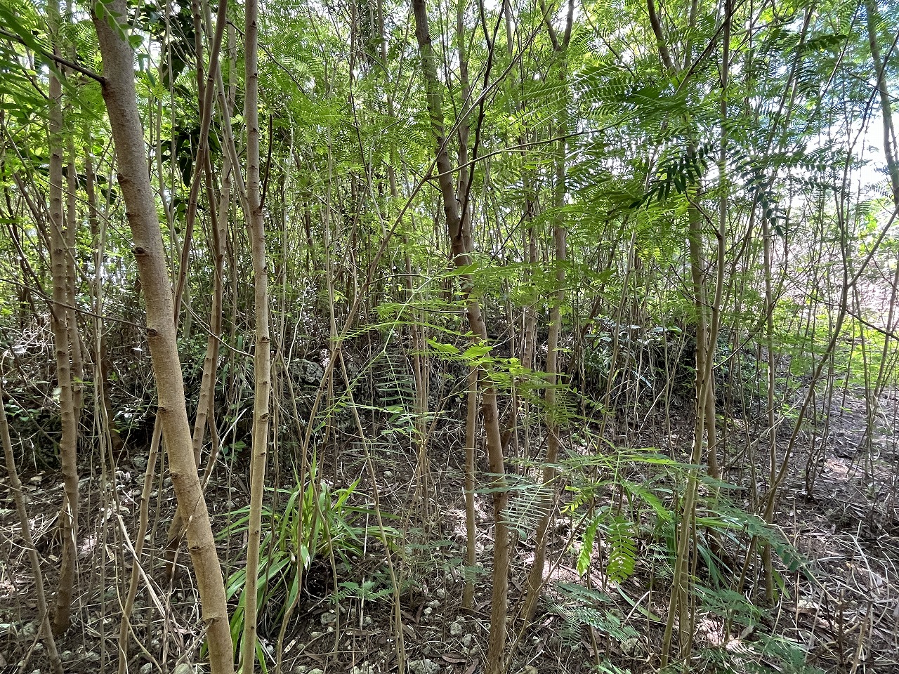 伊良部字国仲　市営伊良部新生団地近く 198坪 畑