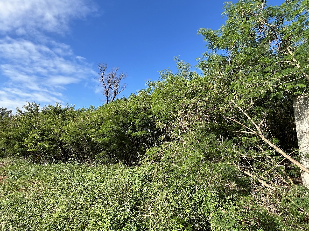 伊良部字国仲　市営伊良部新生団地近く 198坪 畑