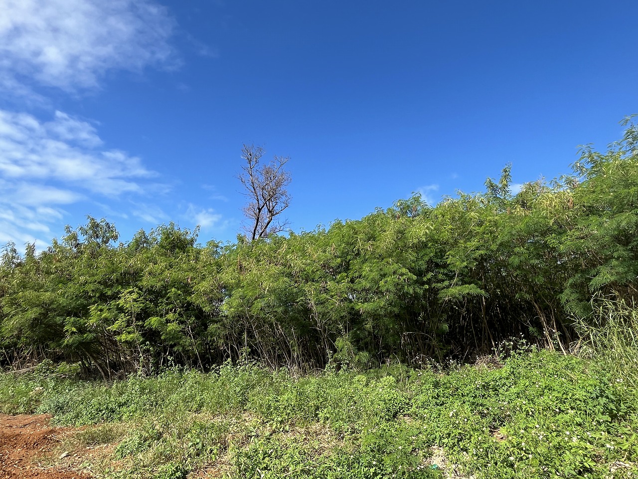 伊良部字国仲　市営伊良部新生団地近く 198坪 畑