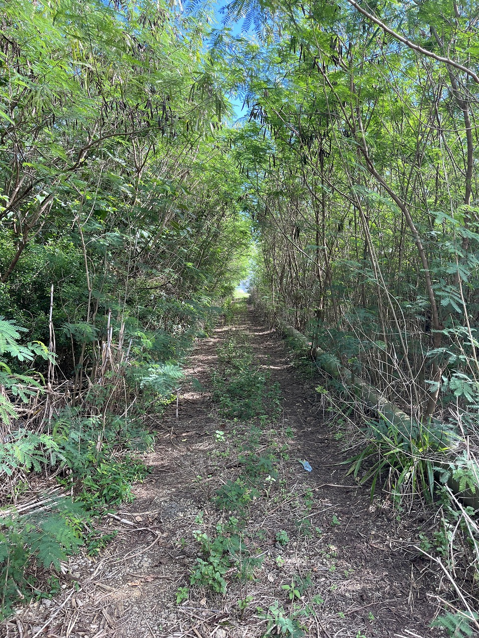 伊良部字国仲　市営伊良部新生団地近く 198坪 畑