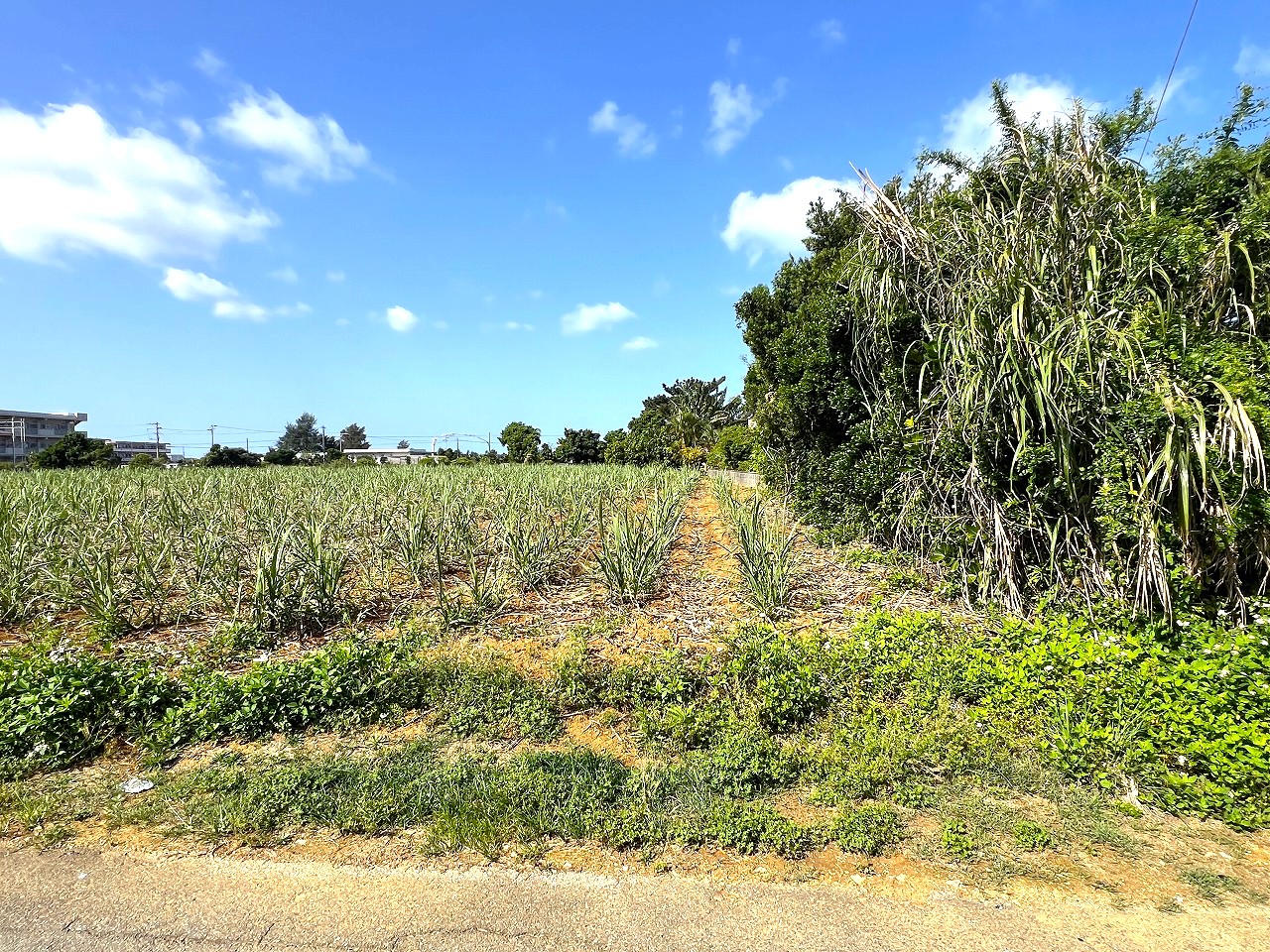 【分筆相談可能】平良下里腰原 市役所に近い住宅用地 1,000坪　畑