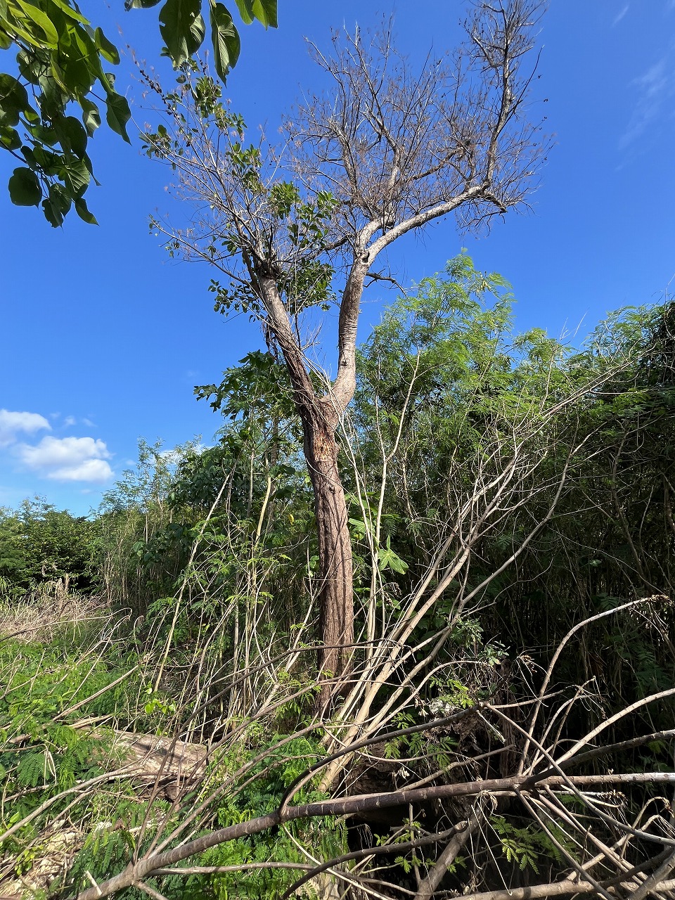 伊良部字国仲　市営伊良部新生団地近く 198坪 畑