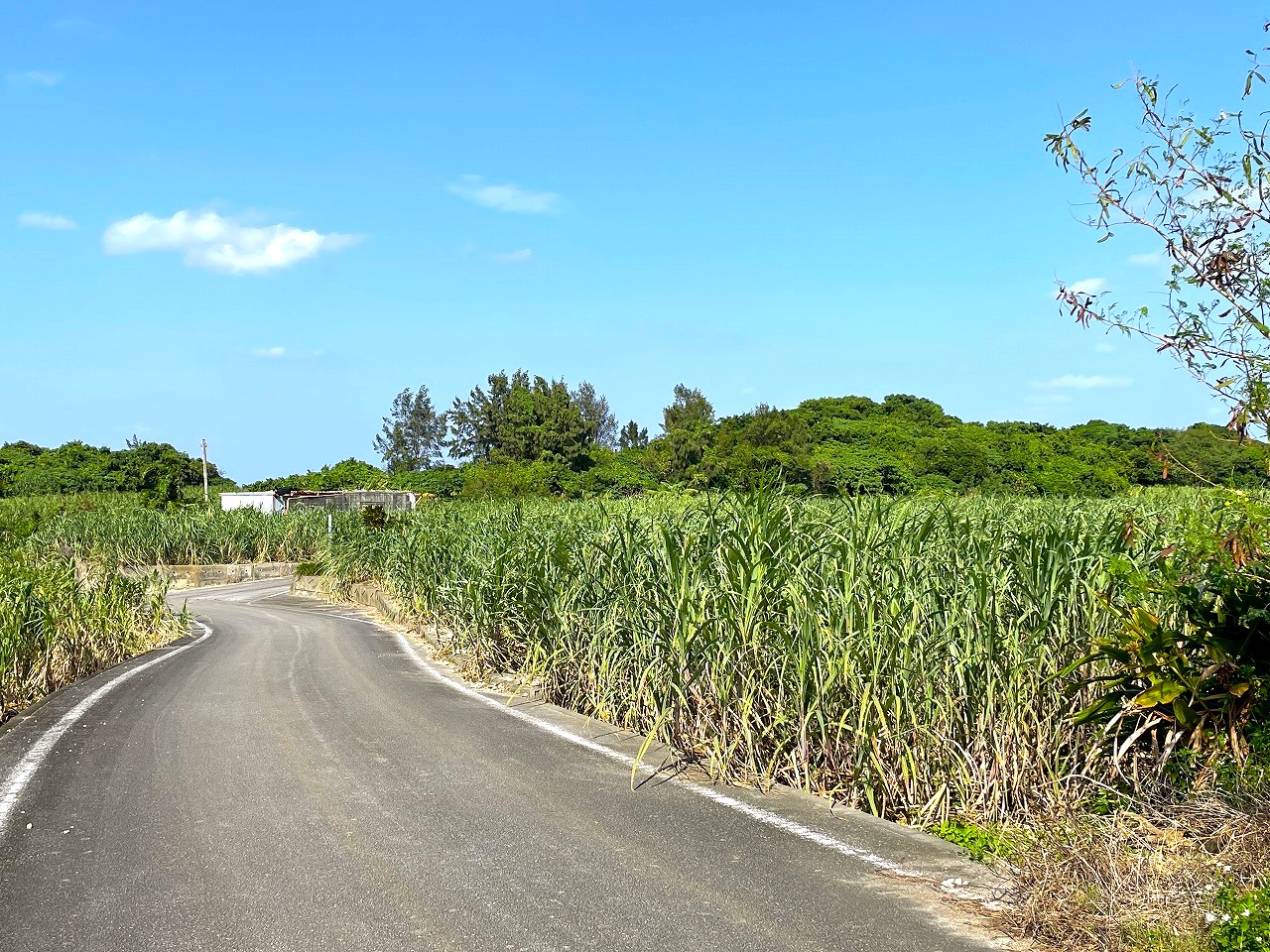 平良東仲宗根添　宮原公園近く　5104坪　畑　