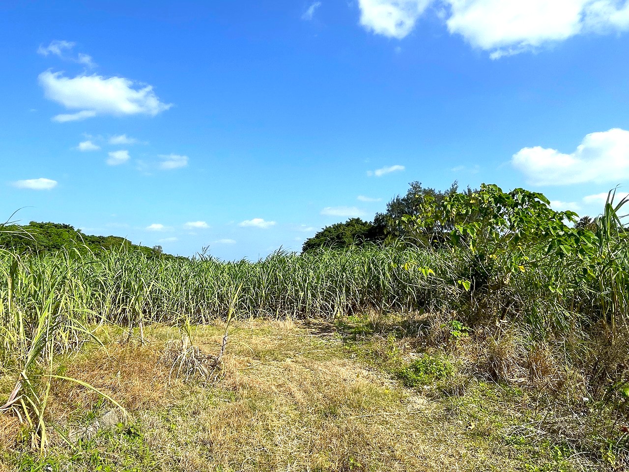 平良東仲宗根添　宮原公園近く　5104坪　畑　