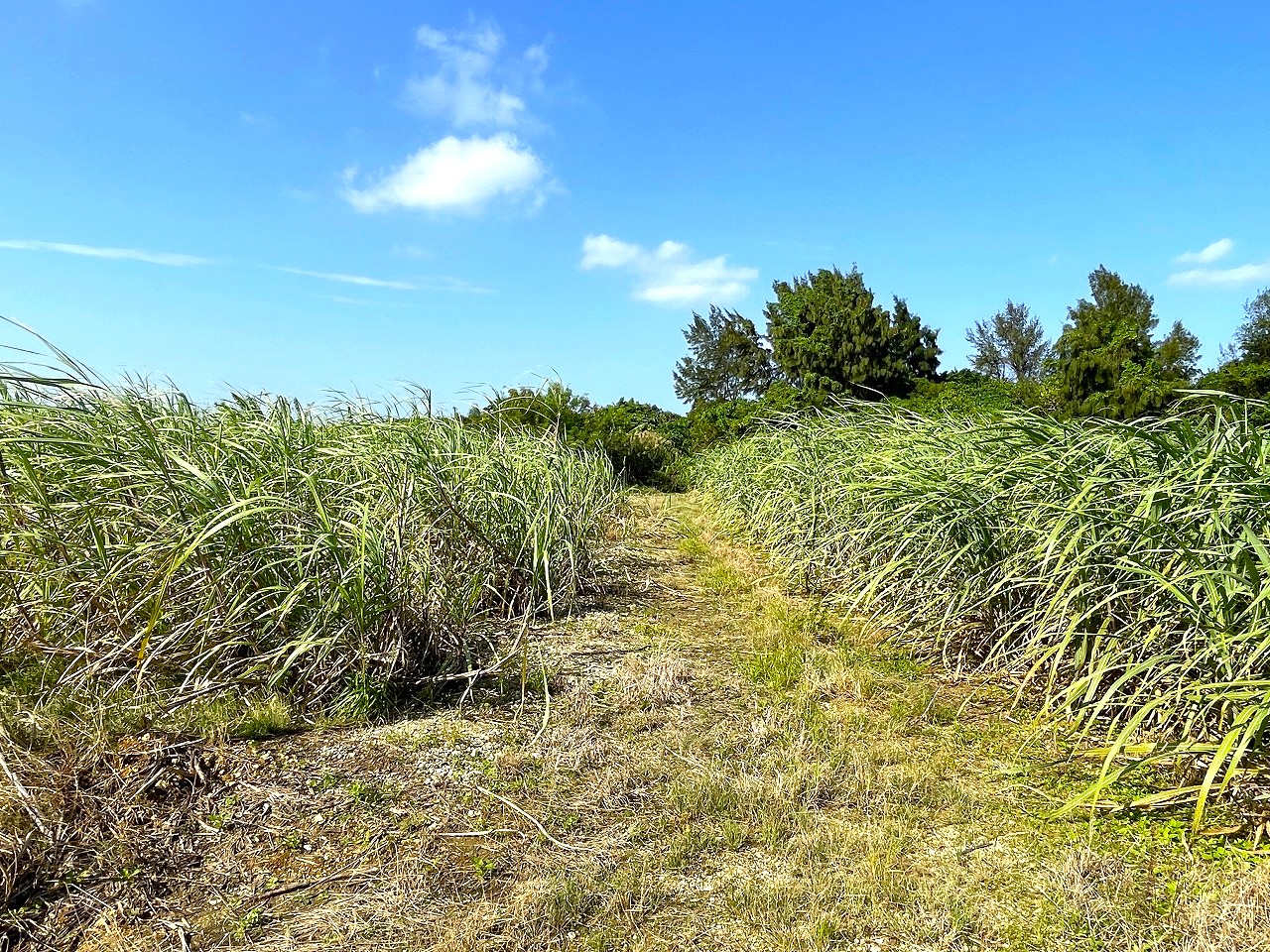 平良東仲宗根添　宮原公園近く　5104坪　畑　