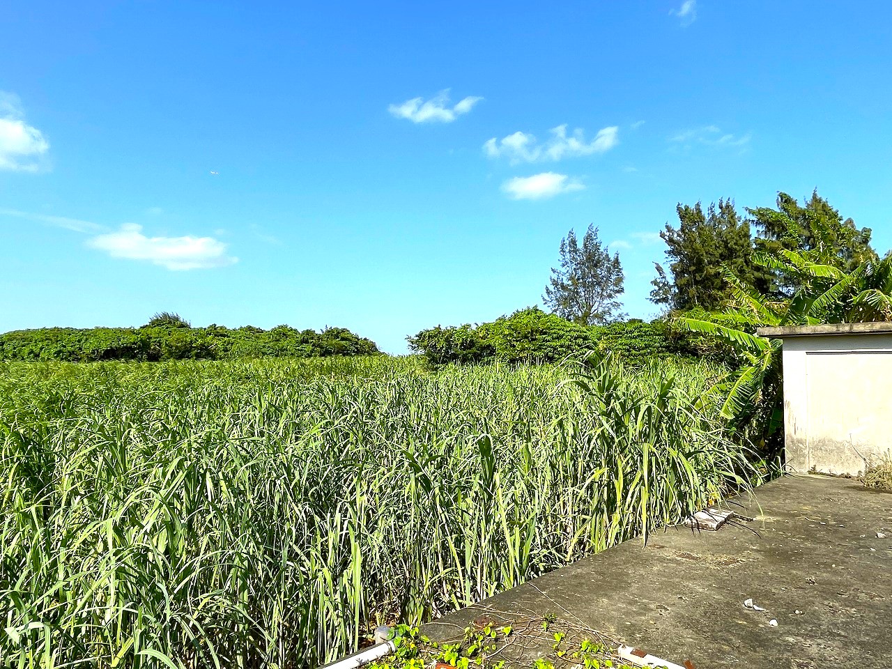 平良東仲宗根添　宮原公園近く　5104坪　畑　