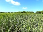 平良東仲宗根添 宮原公園近く 5104坪 畑