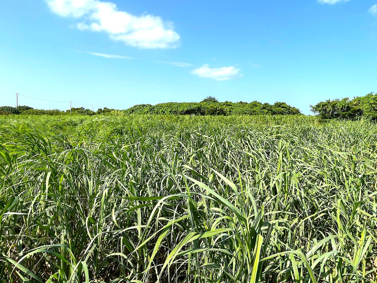 平良東仲宗根添　宮原公園近く　5104坪　畑　