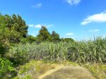 平良東仲宗根添 宮原公園近く 5104坪 畑