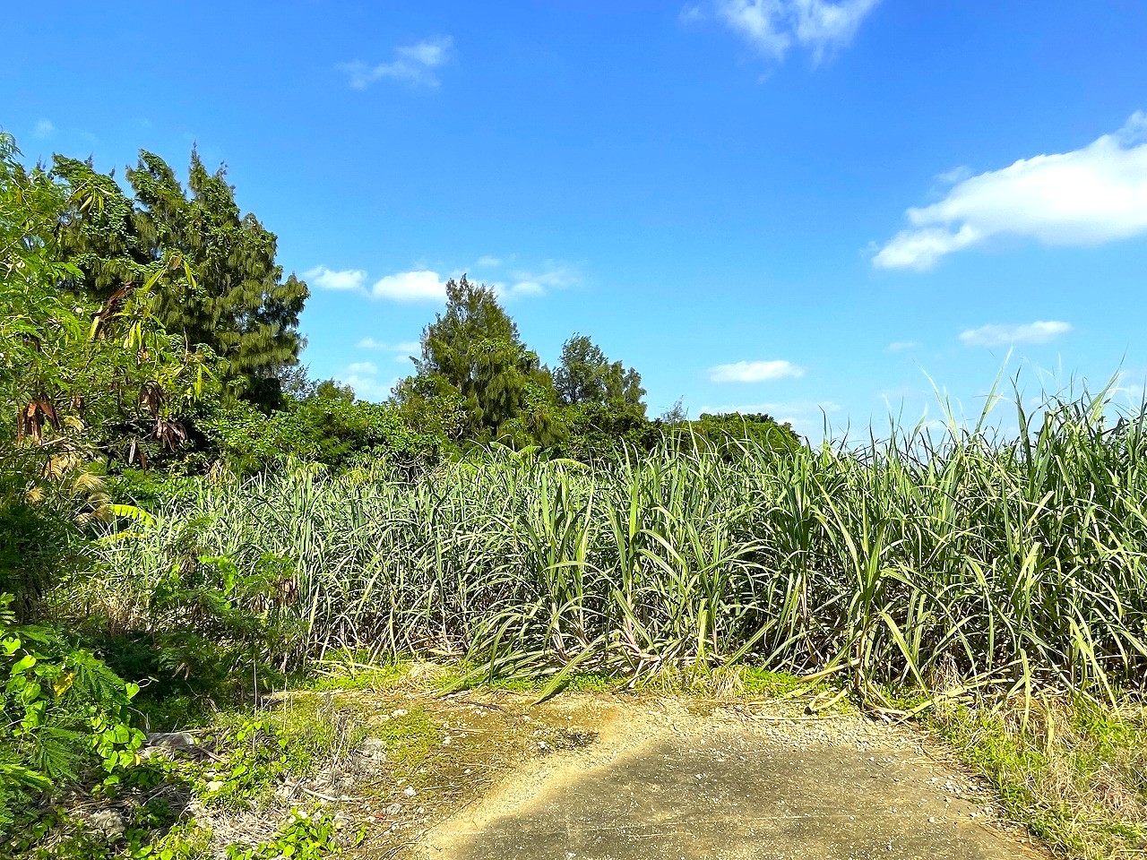 平良東仲宗根添　宮原公園近く　5104坪　畑　