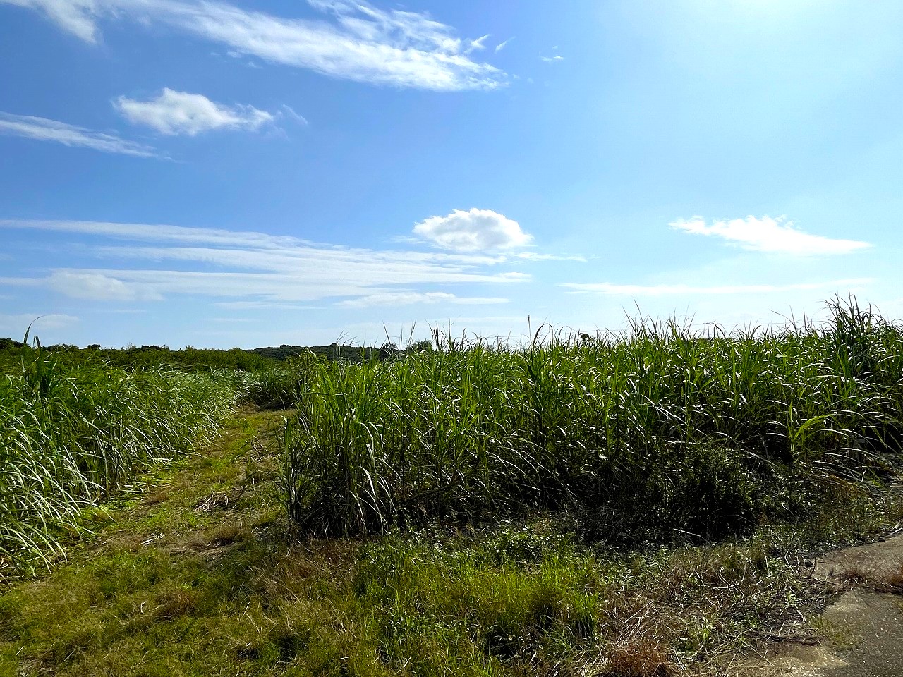 平良東仲宗根添　宮原公園近く　5104坪　畑　